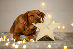 Labrador Retriever in christmas decoration