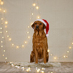 Labrador Retriever in christmas decoration