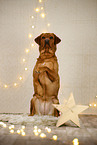 Labrador Retriever in christmas decoration