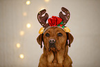 Labrador Retriever in christmas decoration