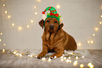 Labrador Retriever in christmas decoration
