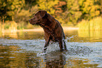 Labrador Retriever