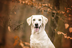 blonde Labrador Retriever