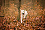 blonde Labrador Retriever