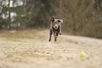 Labrador Retriever