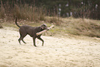 Labrador Retriever