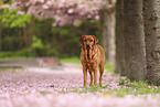 Labrador