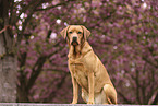 Labrador