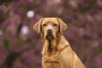 Labrador