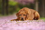Labrador