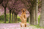 Labrador