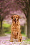Labrador