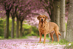 Labrador