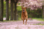 Labrador