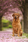 Labrador
