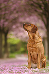 Labrador