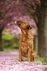 Labrador