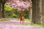 Labrador