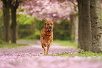 Labrador
