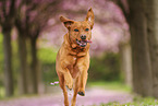Labrador