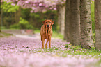 Labrador