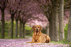 Labrador