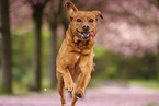 Labrador