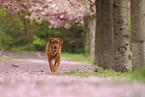 Labrador