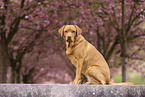 Labrador