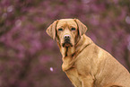 Labrador