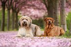 Labrador