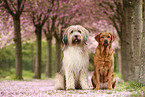 Labrador
