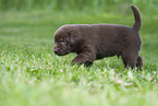Labrador Puppy