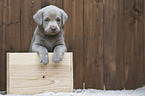 Labrador Puppy