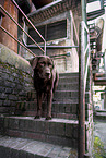 chocolate Labrador Retriever
