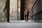 chocolate Labrador Retriever
