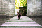 chocolate Labrador Retriever