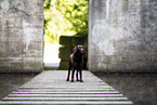 chocolate Labrador Retriever