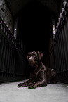 chocolate Labrador Retriever