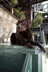 chocolate Labrador Retriever