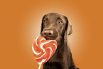 chocolate Labrador Retriever
