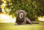 brown Labrador Retriever