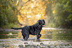 black Labrador