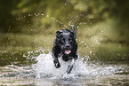 black Labrador