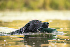 black Labrador