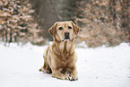 Labrador Retriever