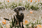 charcoal Labrador Retriever