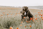 Labrador Retriever and Weimaraner