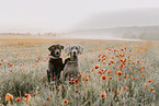 Labrador Retriever and Weimaraner