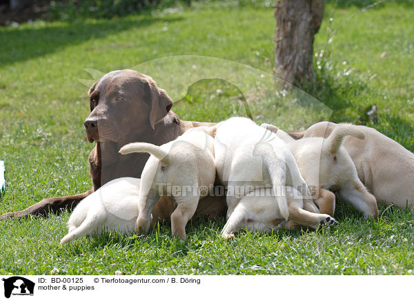 Hndin mit Labradorwelpen / mother & puppies / BD-00125